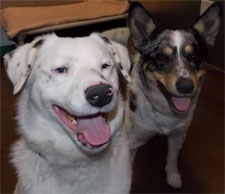 two dogs