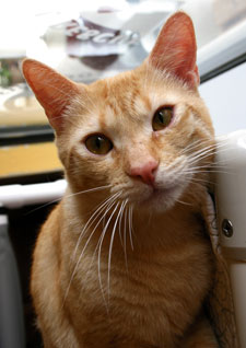 ralph the cat