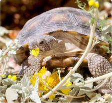 tortoise