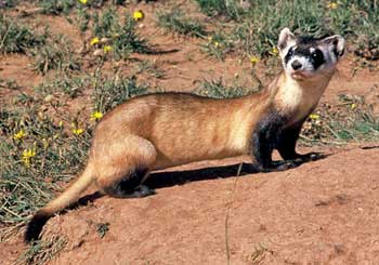 black footed ferret