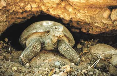 desert tortoise