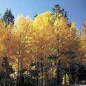 aspens