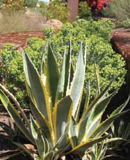 sonoran desert landscape