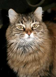 pet of the week