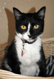 black and white cat