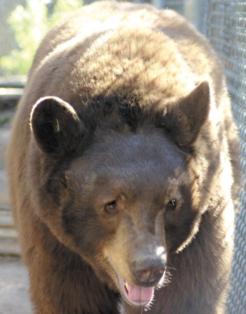 bear