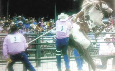 wild horse taming