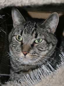 pet of the week chowder