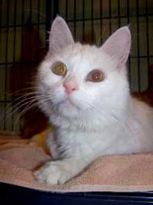 pet of the week miracle