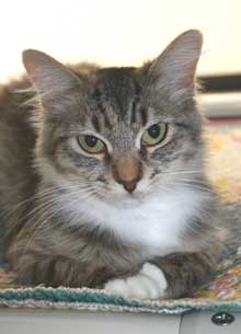 pet abbey