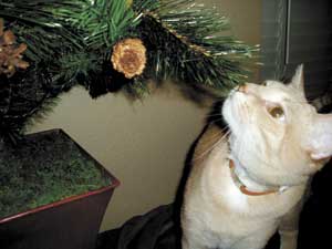 cat with christmas tree