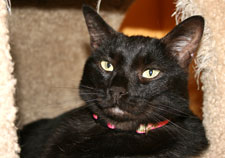 black cat