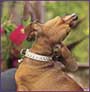 top dog photo