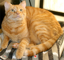 cheeto the cat