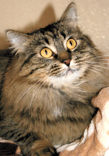 doc the cat