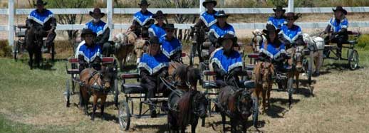 miniture horses
