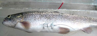 fish
