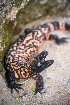 gila monster