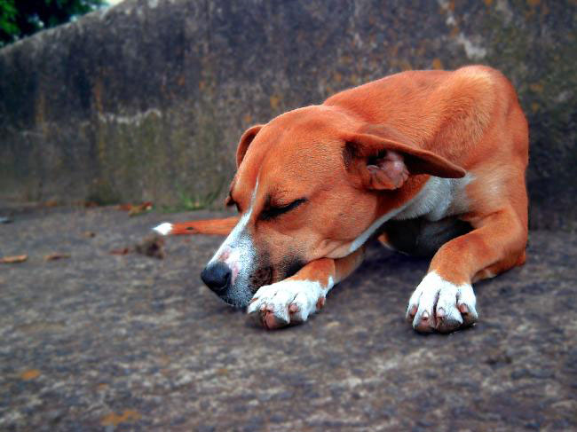 sad dog
