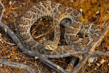snake