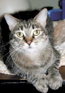 pet of the week