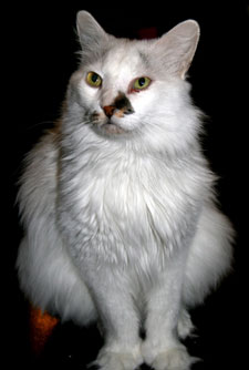 larkin a white cat