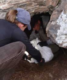 cross fostering wolves