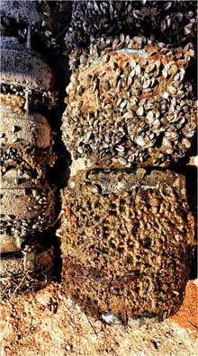 quagga mussels