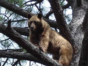 bear