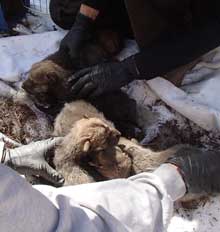 cross fostering wolves