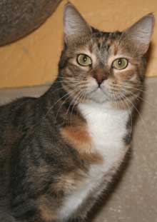 cat