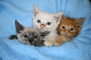 three little kittens