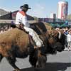 buffalo