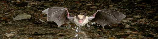 bat