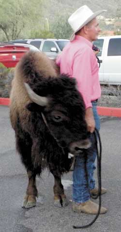 tc thorstenson and buffalo