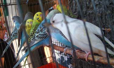 parakeets