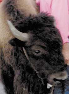 buffalo