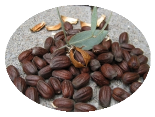 jojoba nuts