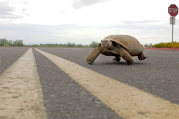 tortoise