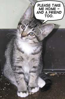 kitten