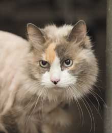 tabitha
