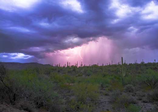 storm by tammy manganelli