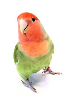 love bird
