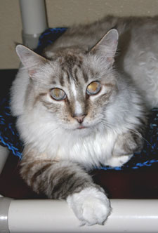 maurice