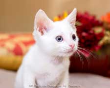 kitten