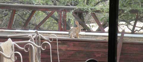 RABBIT