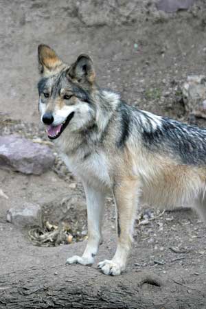 mexican wolf