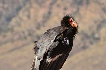 condor