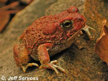arizona toad