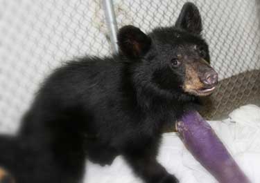 bear